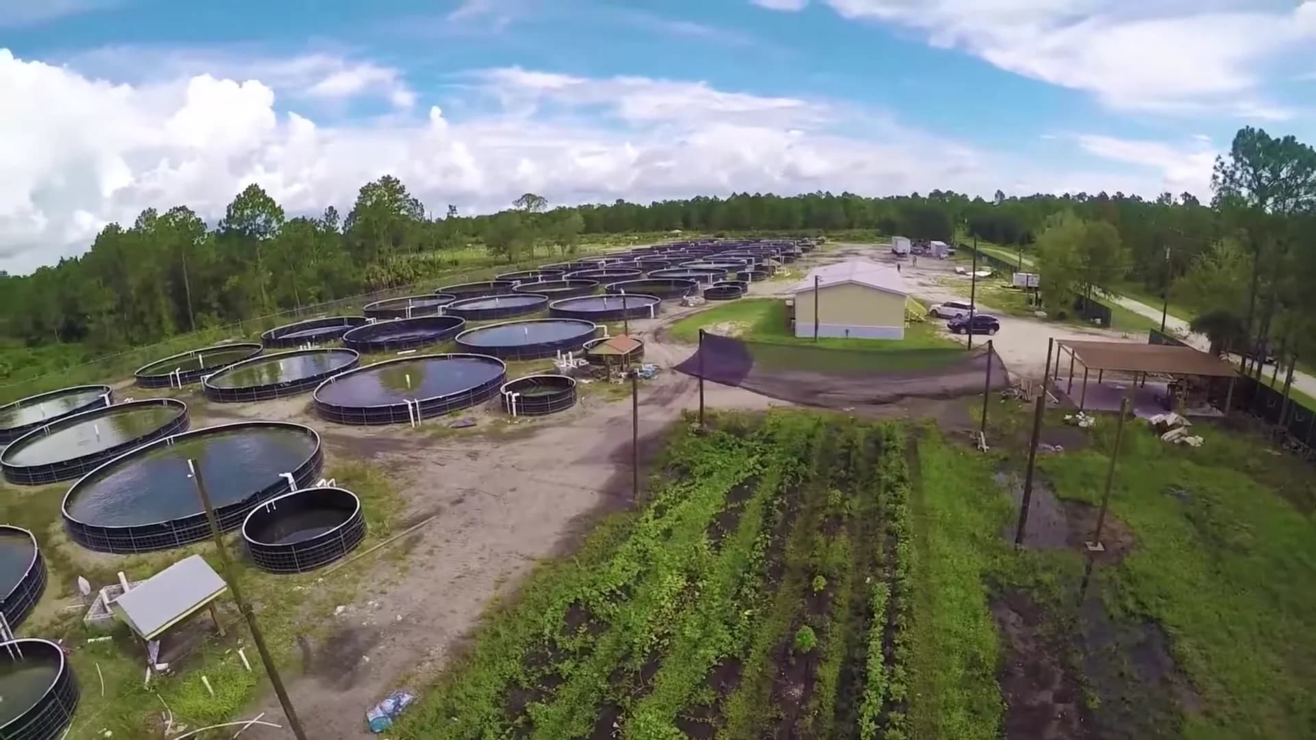 Interior view of tilapia tanks