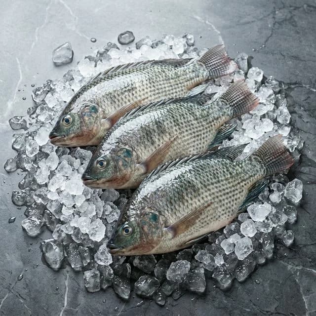 Fresh tilapia from Tech Farm